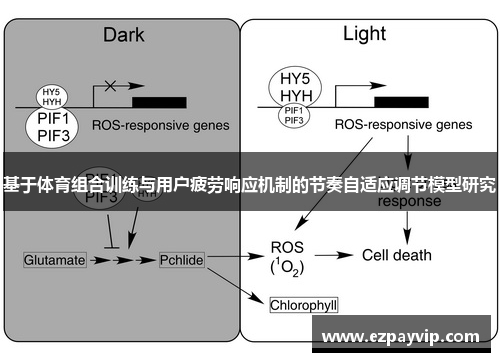 基于体育组合训练与用户疲劳响应机制的节奏自适应调节模型研究